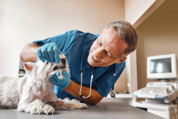 Best Emergency Dental Filling Replacement  in Robersonville, NC